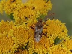 Stictopleurus scutellaris