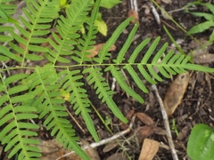 Pteridium aquilinum pseudocaudatum