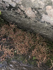 Selaginella rupestris