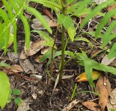 Pteridium aquilinum pseudocaudatum