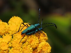 Hypocrites scabriusculus