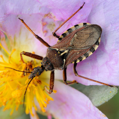Rhynocoris erythropus