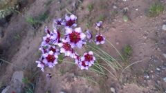 Leucocoryne purpurea