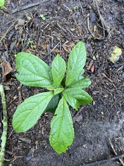 Cordia nodosa