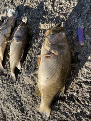 Micropterus salmoides