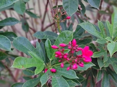 Jatropha integerrima