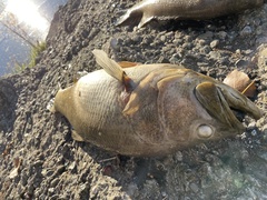 Micropterus salmoides