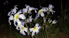 Leucocoryne coquimbensis