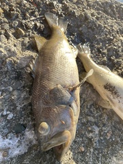 Micropterus salmoides