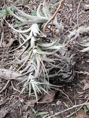 Tillandsia lajensis