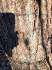 Lecanora thysanophora