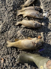 Micropterus salmoides