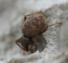 Otiorhynchus crataegi