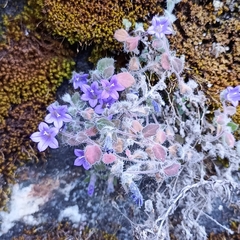 Campanula argyrotricha