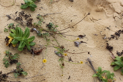 Coronidium oxylepis carnosum