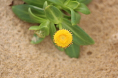 Coronidium oxylepis carnosum