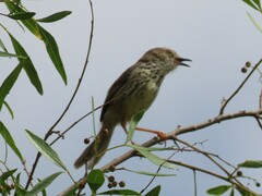 Prinia maculosa maculosa