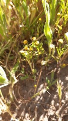 Amblyopappus pusillus