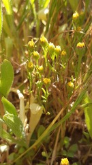 Amblyopappus pusillus