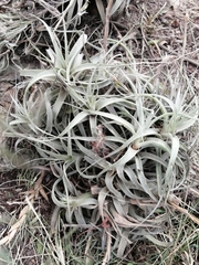 Tillandsia incarnata