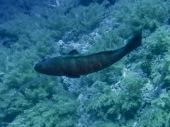 Plectropomus pessuliferus