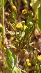 Amblyopappus pusillus