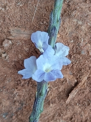 Stachytarpheta cayennensis