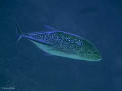 Caranx melampygus
