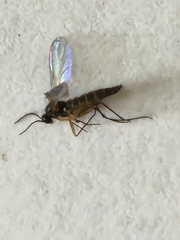 Sciaroidea