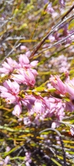 Erica corifolia