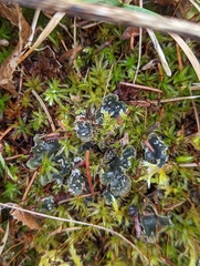 Peltigera didactyla