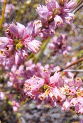 Erica corifolia