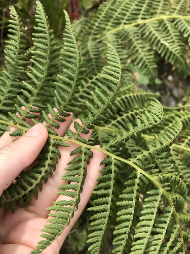 Athyrium filix-femina