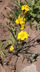 Sisyrinchium graminifolium