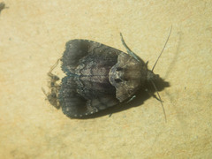 Cretonia forficula
