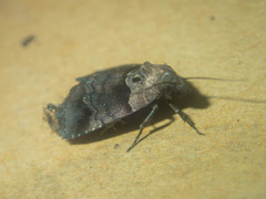 Cretonia forficula
