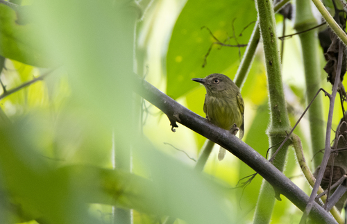Johannes's Tody-Tyrant (Hemitriccus iohannis)