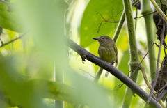 Hemitriccus iohannis