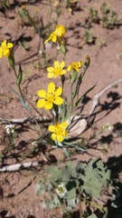 Sisyrinchium graminifolium