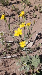 Sisyrinchium graminifolium