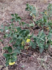 Capsicum rhomboideum