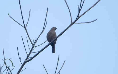 Veilchenkehlkotinga (Cotinga maynana)