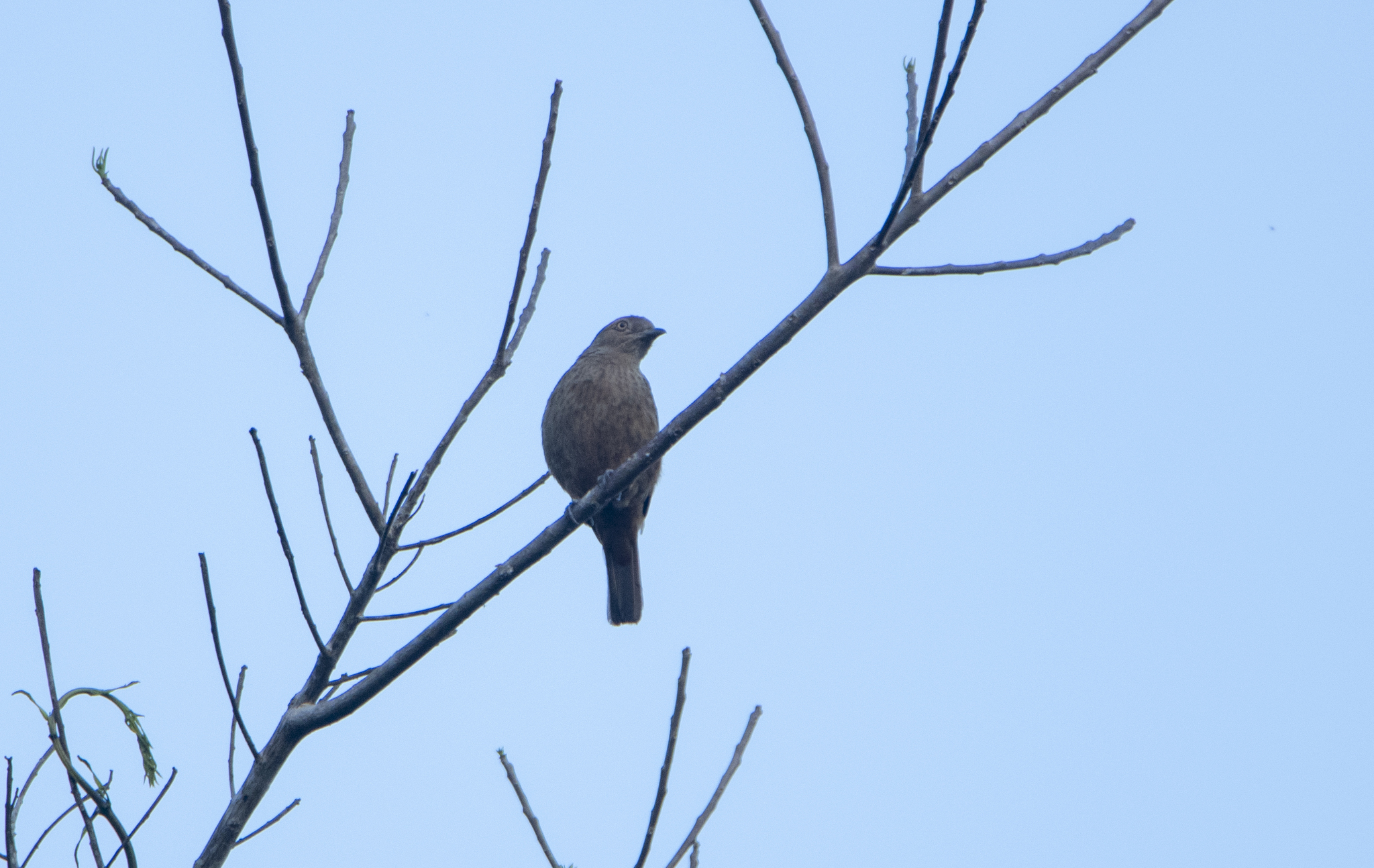 Plum-throated Cotinga (Cotinga maynana)