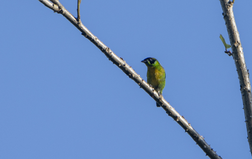 Green-and-gold Tanager (Tangara schrankii), photo 9