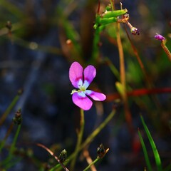 Stylidium longitubum