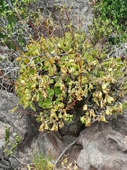 Tylecodon paniculatus