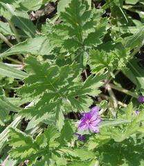 Erodium ruthenicum