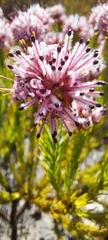Sorocephalus scabridus