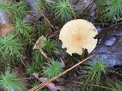 Cystoderma amianthinum rugosoreticulatum