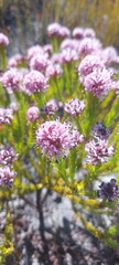Sorocephalus scabridus